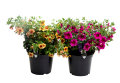 Sommerblomster mix 21 cm potte